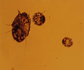 El ácaro Sarcoptes scabiei variedad suis causa la sarna en los cerdos